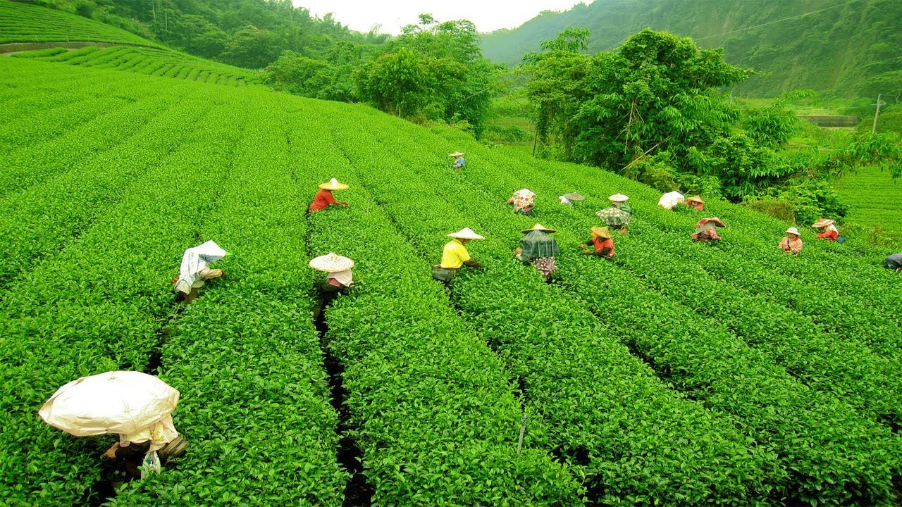Tea Gardens Assam